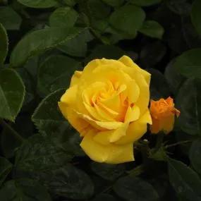 Arthur Bell Floribunda Rose (Rosa Arthur Bell) 4